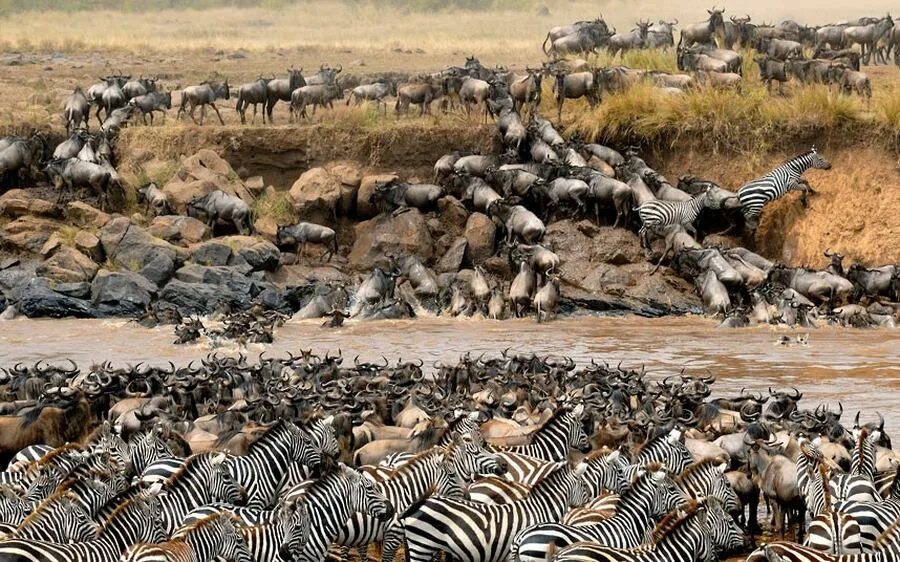 Какие животные мигрируют. Миграция антилоп Серенгети. Национальный парк Серенгети миграция гну. Национальный парк Серенгети миграция зебр.