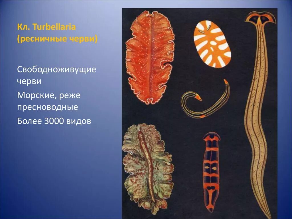 Плоские черви живу. Морские Ресничные черви турбеллярии. Turbellaria (Ресничные черви). Свободноживущие Ресничные черви. Ресничные свободноживущие плоские черви.