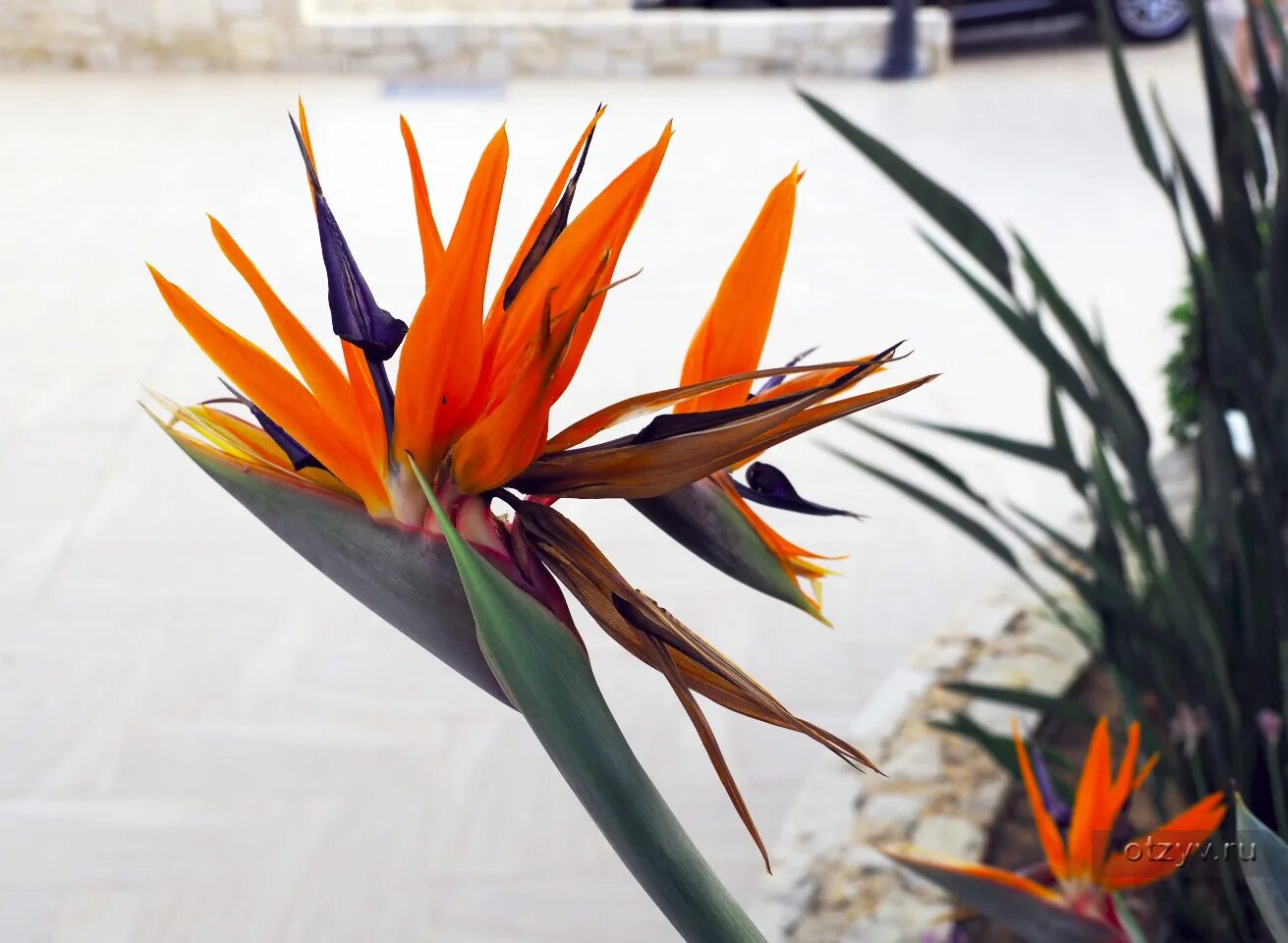 Травааа. Растение аа. Петрония цветок. Цветы аа. Аа растение.