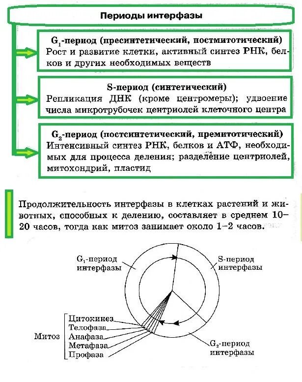 Интерфаза что происходит кратко