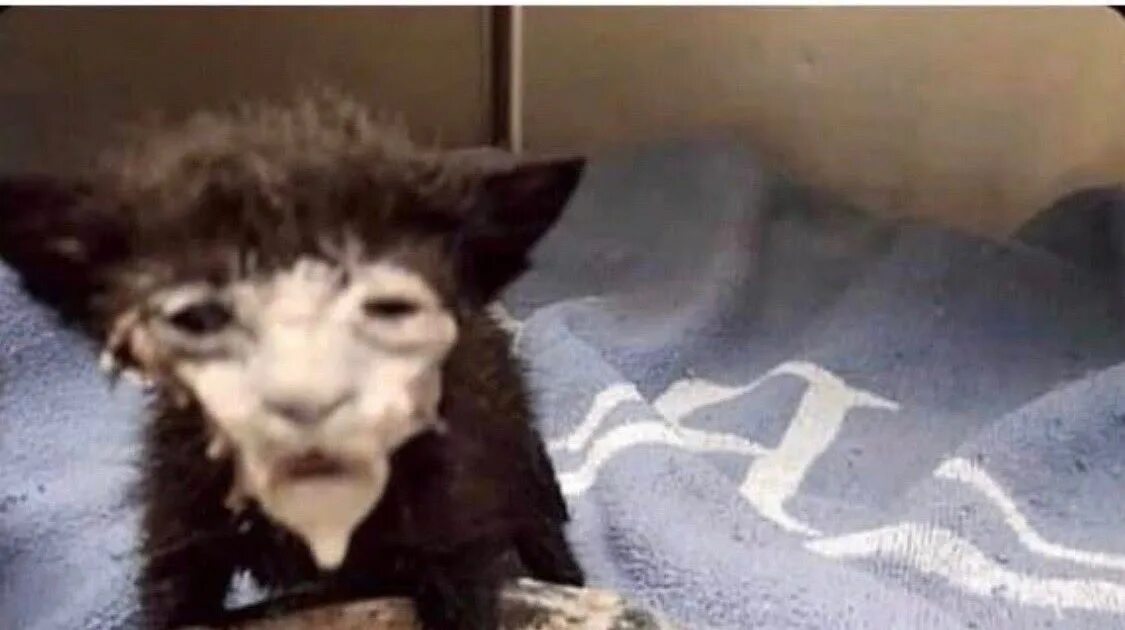 The cat drunk its milk