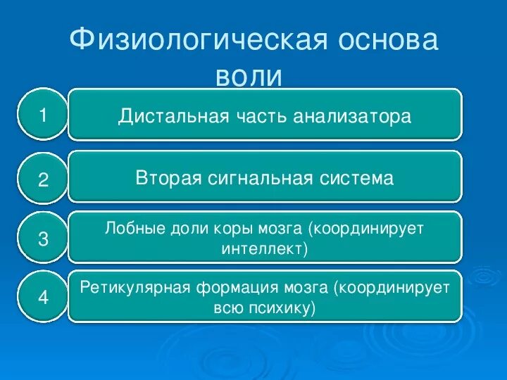 Физиологические основы воли. Что является физиологической основой воли. Физиологические основы воли в психологии. Физиологические механизмы волевых действий.