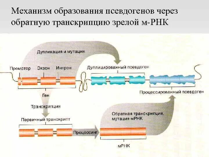 Механизм обратной транскрипции. Псевдоген. Процессированные псевдогены. Эволюция псевдогенов.