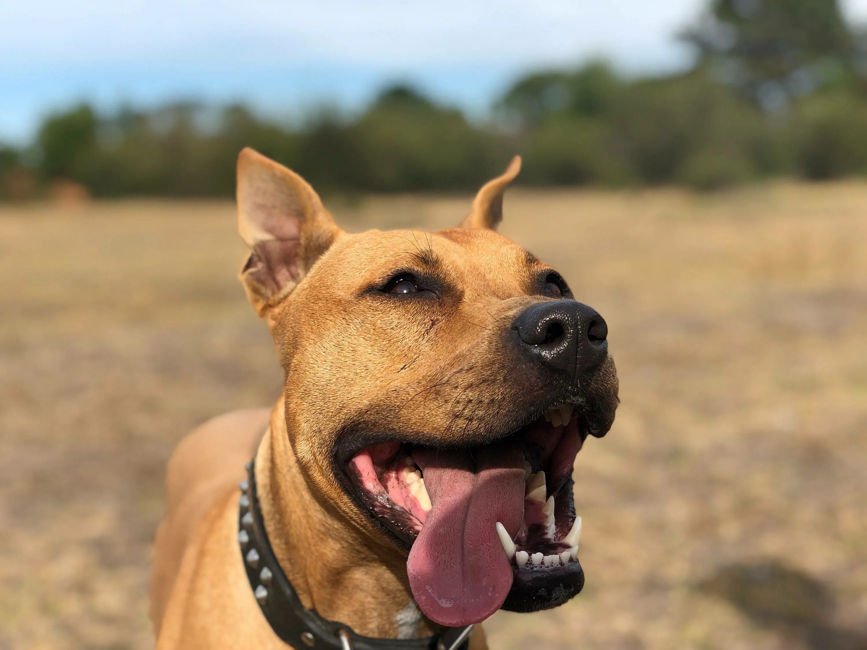 Собака гавкает видео. Лающая собака. Собака Unsplash. Bark Dog. Гавкающая собака в форме.