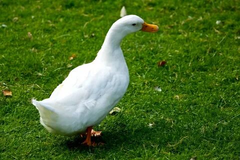 White duck