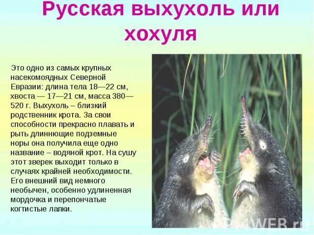 выхухоль приколы. длинноухий еж. выхухоль и ежика. выхухоль приколы. стих про ежика смешной.