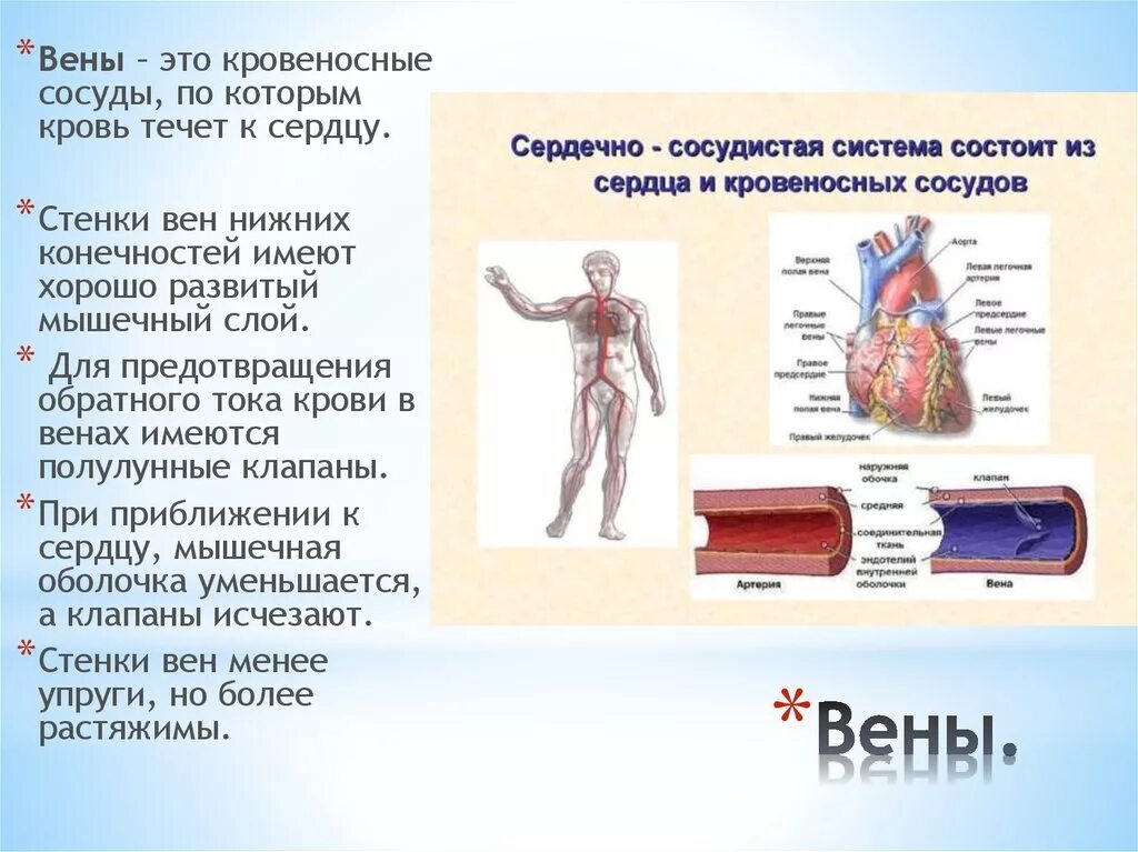 Венозная кровь наблюдается в. Движение стенок кровеносных сосудов это. Вены это сосуды которые. Вены — это сосуды, по которым кровь течёт. Клапаны в сосудах кровеносной системы.