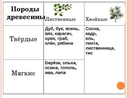 Лиственный лес породы деревьев