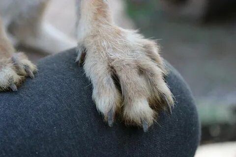 Лапками цепляется хвостиком
