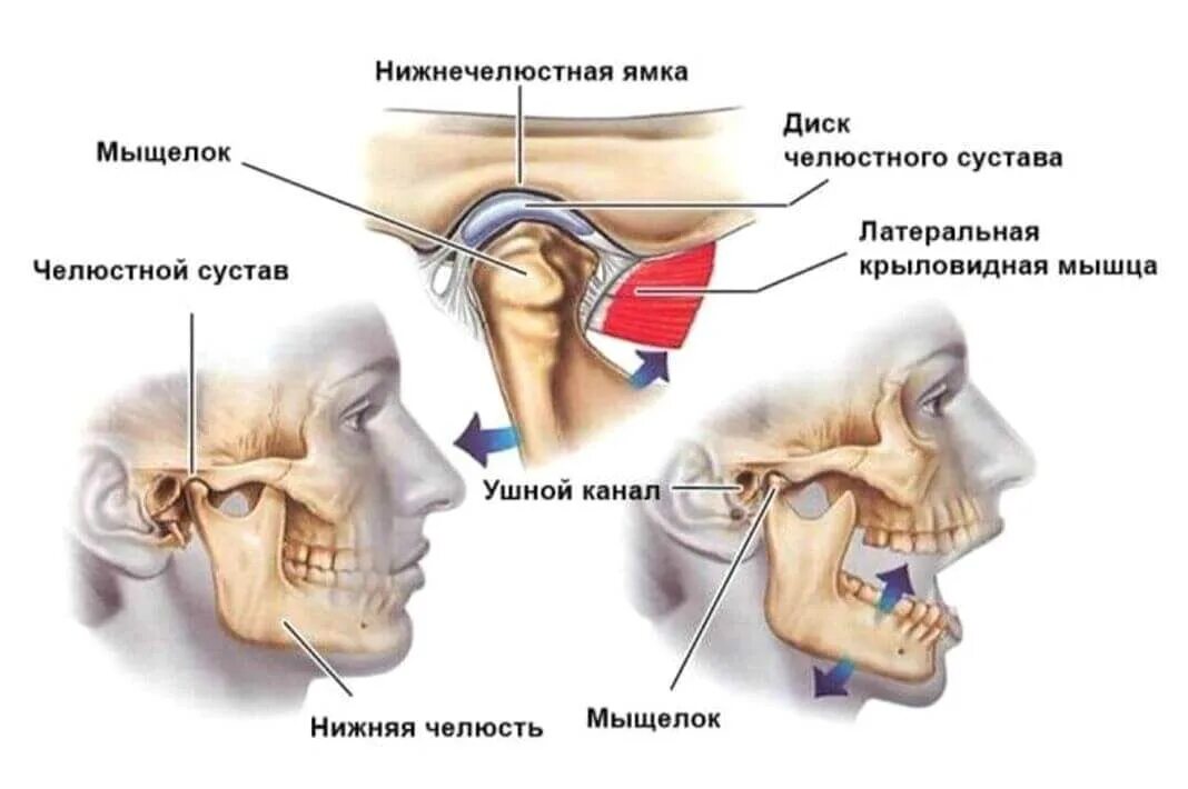 Мыщелок нижней. Суставной мыщелок ВНЧС. Височно-нижнечелюстной сустав сустав анатомия строение. Границы височно нижнечелюстного сустава. Височно-нижнечелюстной сустав анатомия дисфункция.