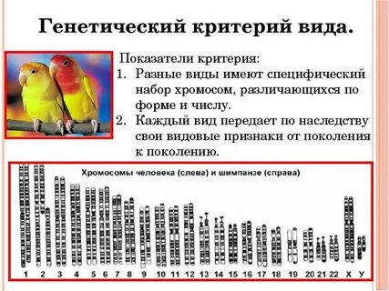 Генетический критерий это