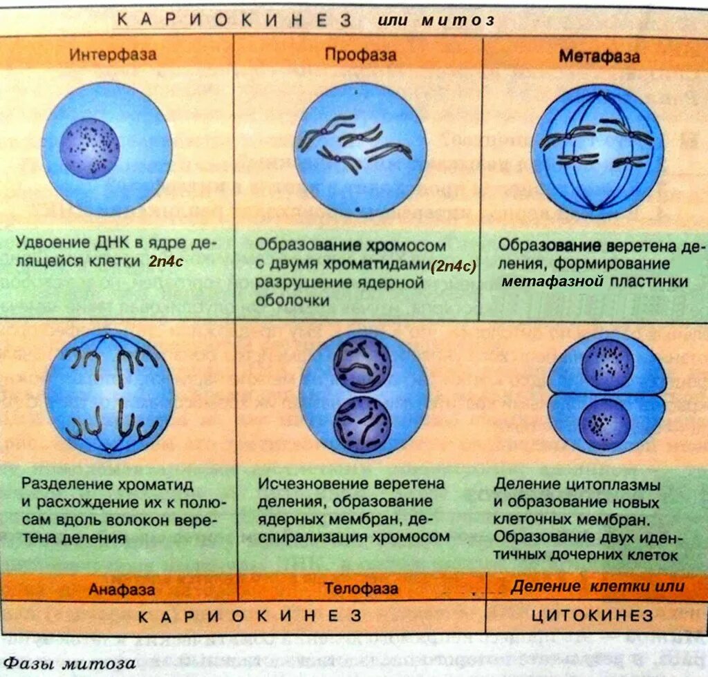 Фоз Метоз рисунок процесс таблица. Фазы деления клетки митоз таблица. Фазы клеточного цикла митоза таблица. Фазы митотического деления клетки.