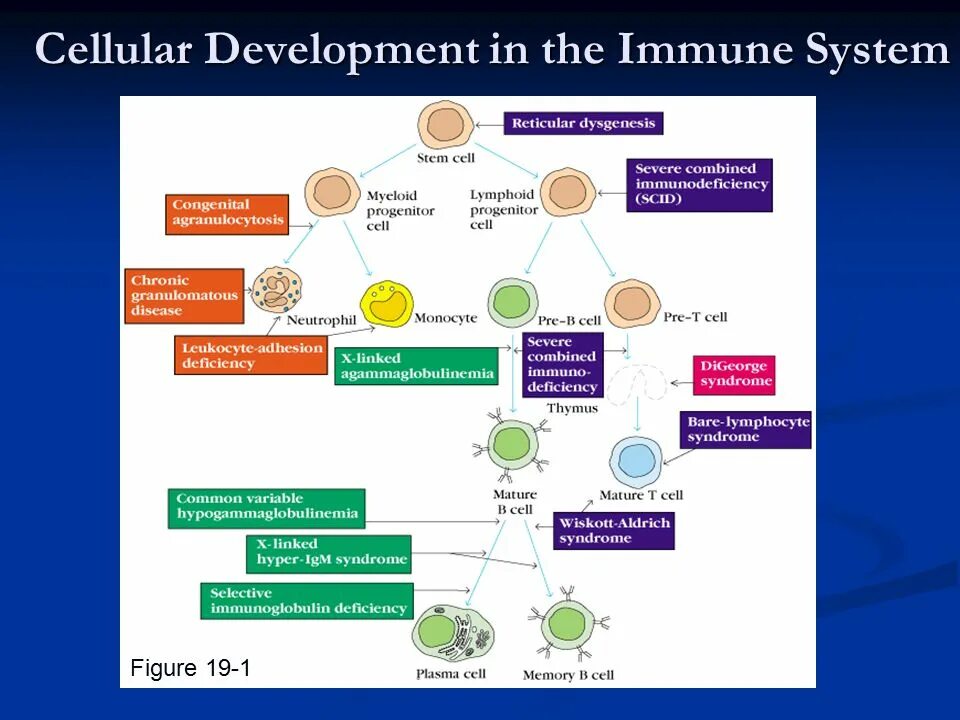 B cells. Cell development. B cell maturation. Cell development. B cell development.