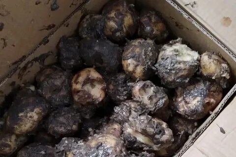Гнилая картошка