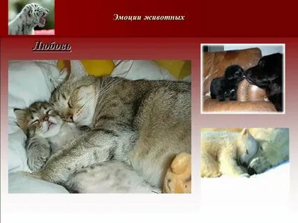 Чувствуют ли животные
