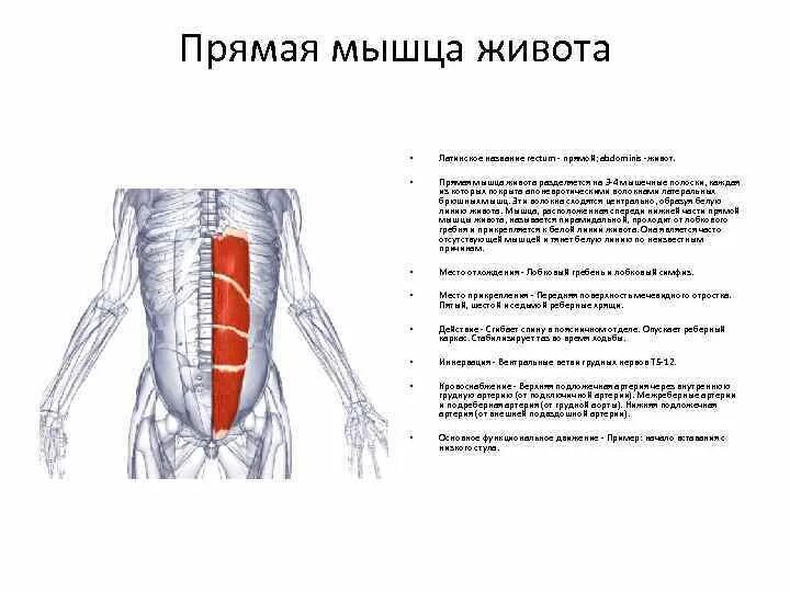 Передняя прямая мышца живота. Поперечная мышца живота иннервация. Функции прямой мышцы живота анатомия. Функция прямой мышцы живота (m. rectus abdominis):. Поперечная мышца живота кровоснабжение.