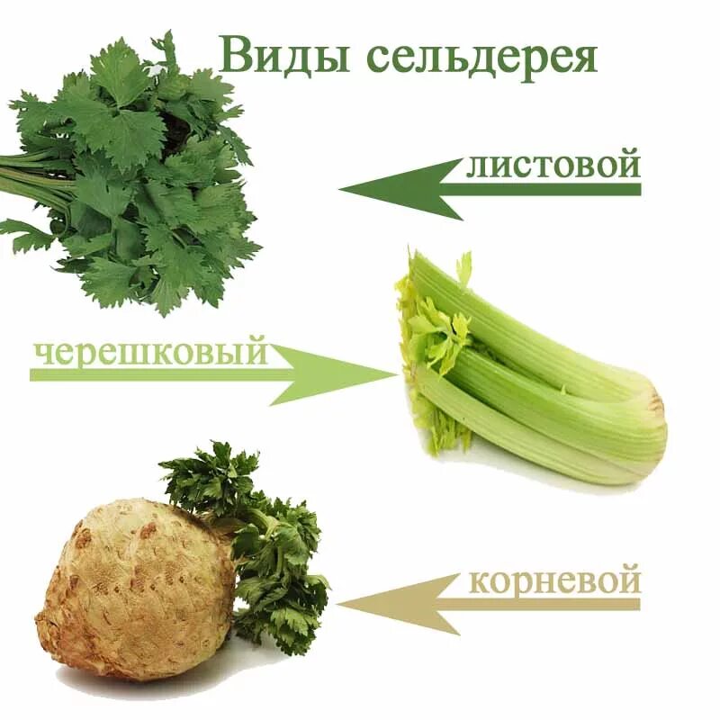 Куда можно добавить сельдерей. Сельдерей корневой и черешковый. сельдерей листовой черешковый корневой. сельдерей вид растения. сельдерей корневой в разрезе.