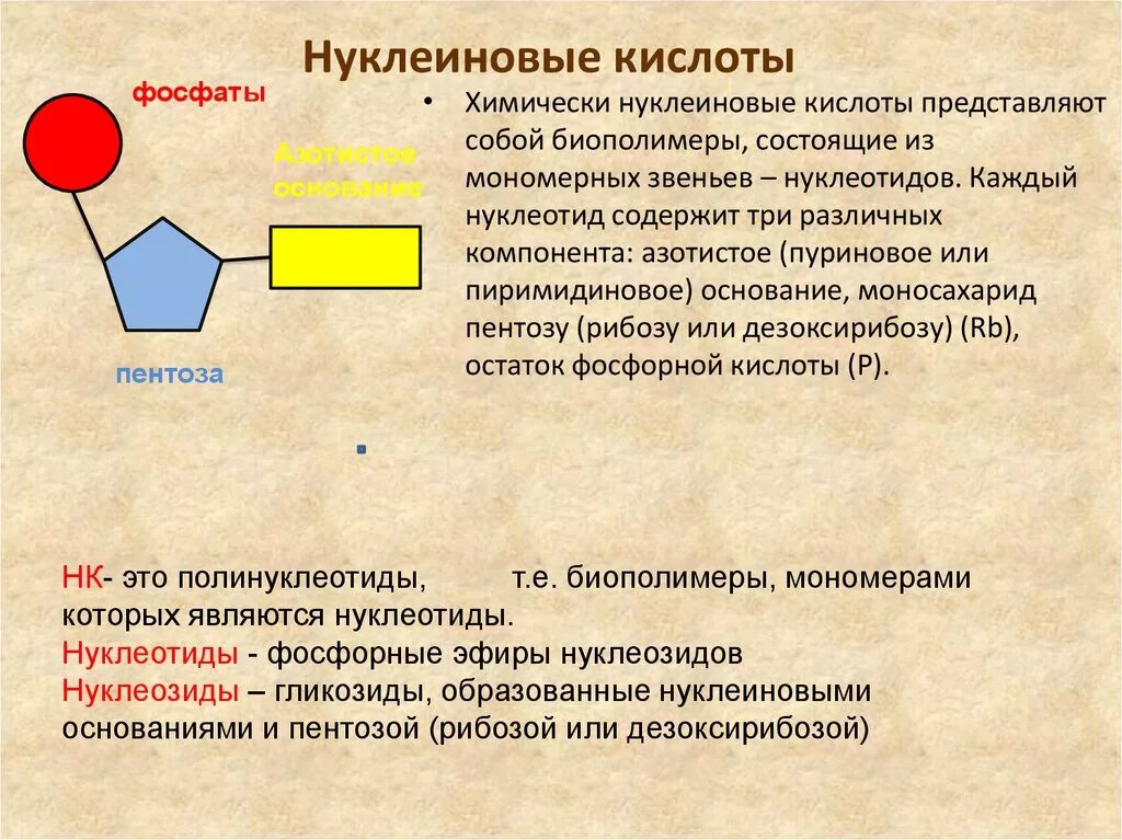 Сегментированная нуклеиновая кислота. Нуклеотиды и нуклеиновые кислоты. Компоненты нуклеотида. Строение нуклеотида. Нуклеотид представляет собой