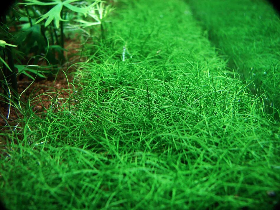 Элеохарис парвула. Элеохарис аквариумное растение. Элеохарис аквариумное. Элеохарис мини аквариумное растение. Элеохарис парвула (eleocharis parvula).