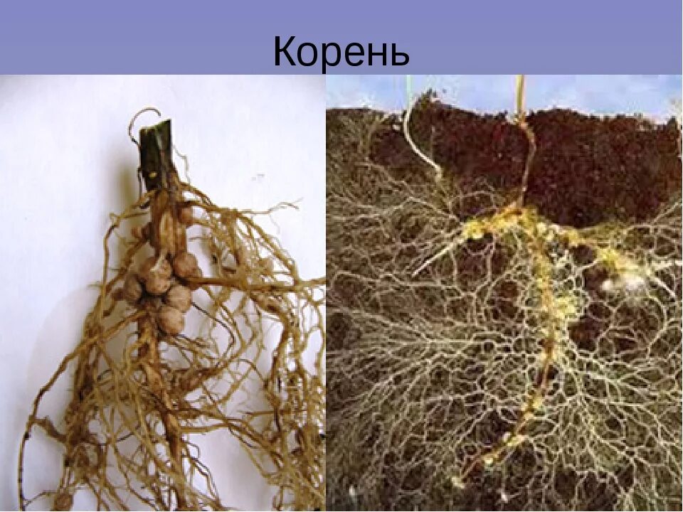 Клубеньковые растения на корнях бобовых растений. Азотфиксирующие клубеньки. Бактериальные клубеньки бобовых. Корневые клубеньки бобовых. Трюфель микориза.