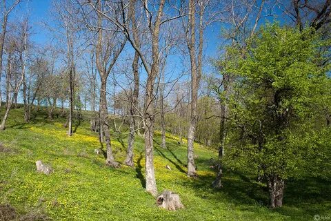 Гуляя по весеннему лесу