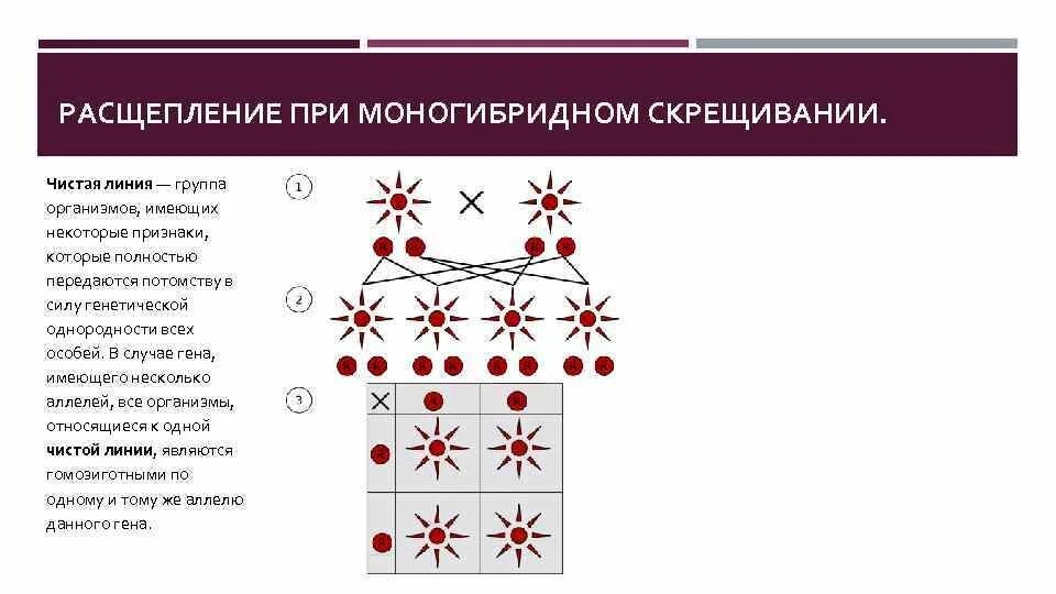 Расщепление при моногибридном скрещивании. Закон расщепления при моногибридном скрещивании. Скрещивание чистых линий. Расщепление по генотипу при моногибридном. В каких случаях при скрещивании чистых линий