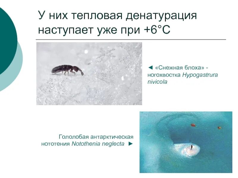 Ногохвостки снежные блохи. Снеговые блохи. Глетчерная блоха Снежная. Ледяные блохи.