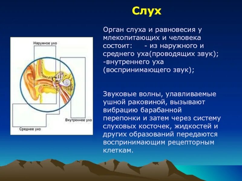 Презентация на тему органы слуха. Органы чувств слух. Строение уха млекопитающих. Орган слуха млекопитающих.