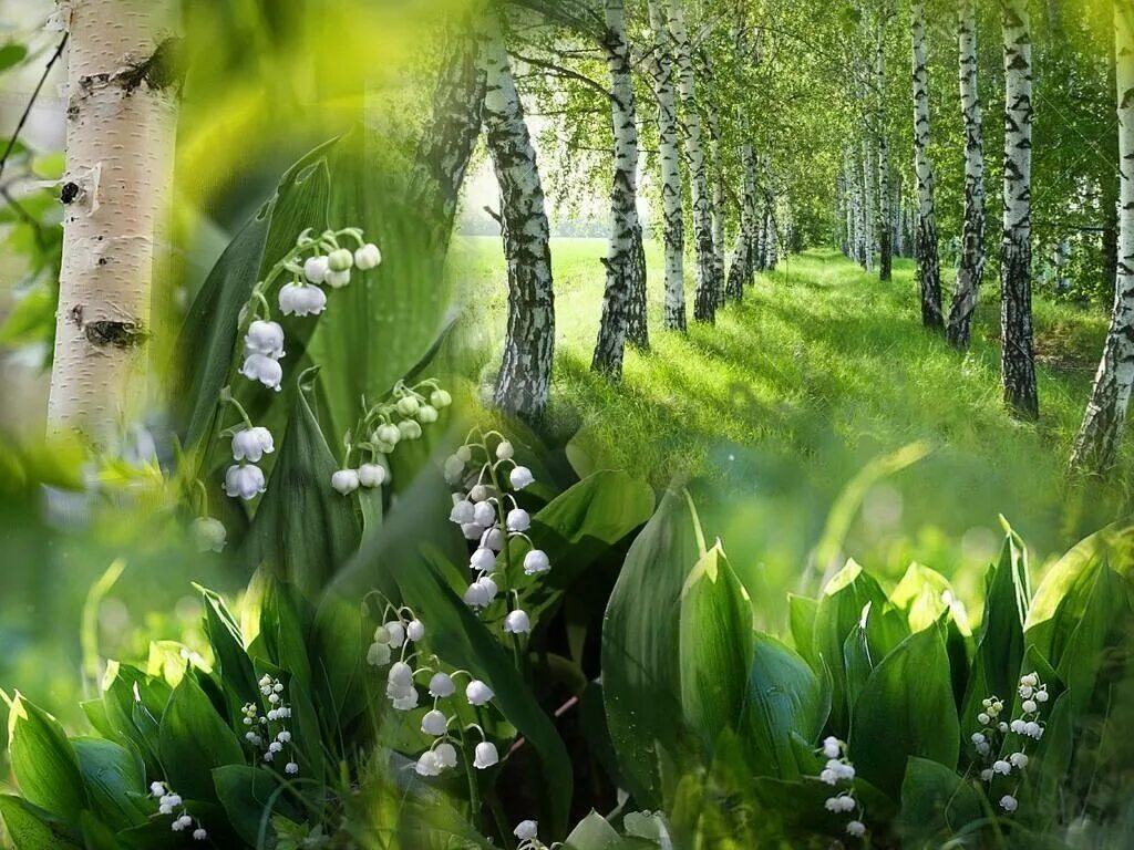 Картинки с добрым утром весенние лес. Уютные весенние цветы. Картинки с добрым утром весенние лес. Картинки с добрым утром весенние. Доброго дня природа.
