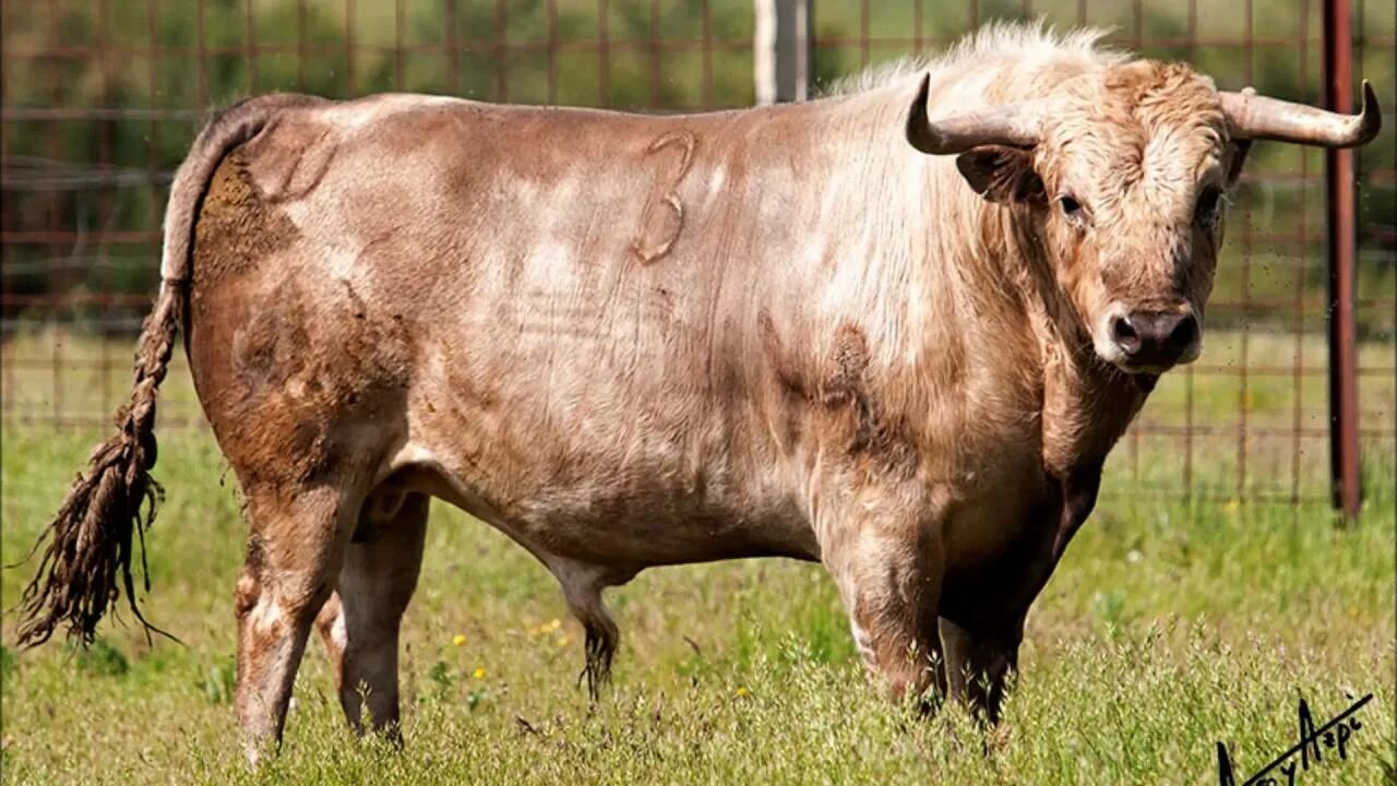 Toro bravo. Торо браво бык. Торо браво бык картина. Торо браво. Порода быков фердинанд.