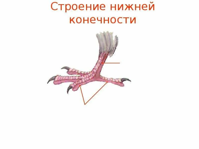 Конечности птиц. Внешнее строение конечностей птиц. Строение задней конечности птицы. Строение ноги птицы. Кровообращение конечностей птиц