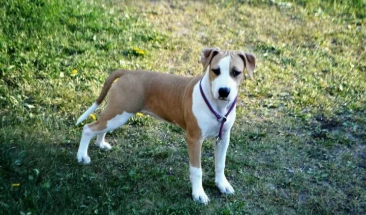 NARCOTIC - HODOWLA Psów Rasy American Staffordshire Terrier