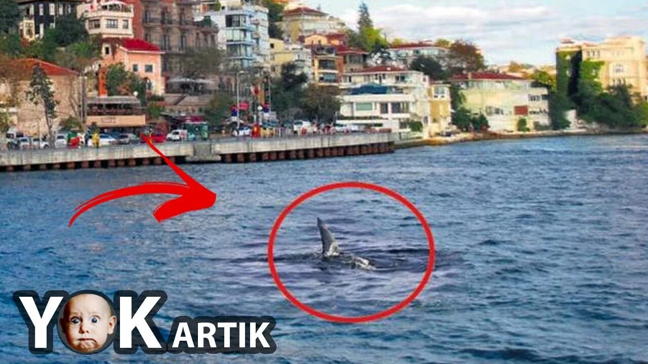 Белек акулы средиземное море. У берегов турции водятся акулы. Акулы средиземного моря турция. Акулы средиземного моря турция. Акулы средиземного моря.