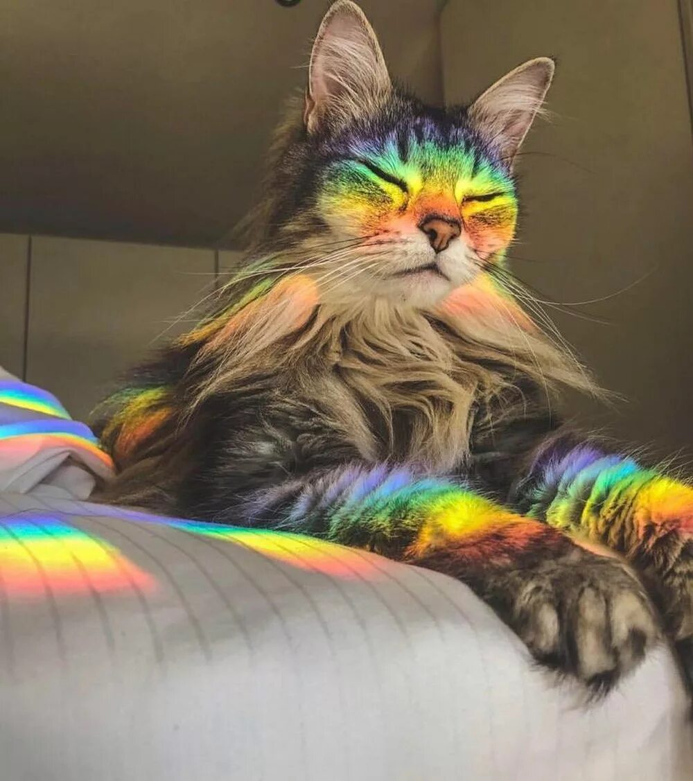 Включи следующего кота. Включи следующего кота
