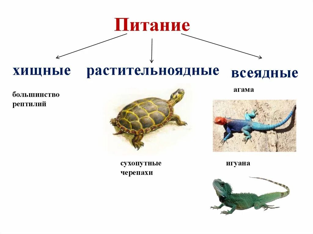 Приведите по три примера животных пресмыкающиеся. Питание пресмыкающихся 3 класс. Пресмыкающиеся рептилии 2 класс. Питание пресмыкающихся 2 класс. Пресмыкающиеся рептилии 3 класс окружающий мир.