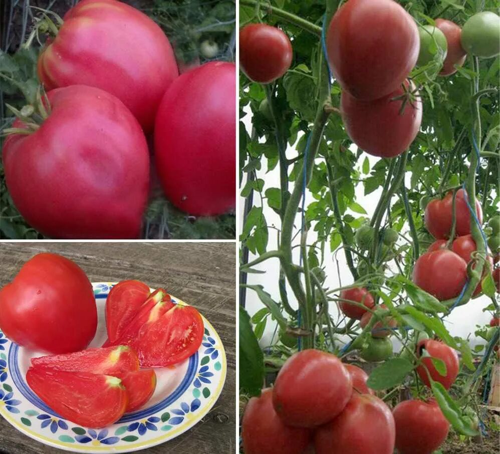 Какие сорта мясистых помидор. Сорт помидор вельможа. томат тепличный крупноплодный. томаты кировской селекции агросемтомс. томат вельможа семена.