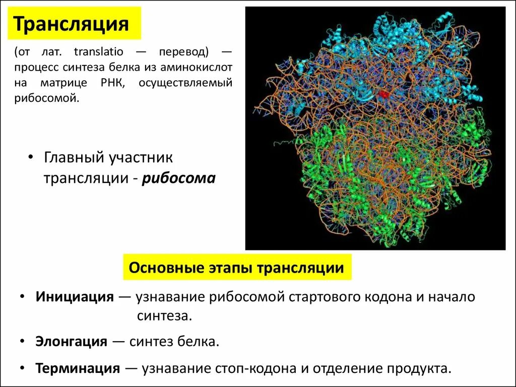 Какие процессы относятся к трансляции. Участники трансляции в биологии. в процессе трансляции участвуют. кто участвует в трансляции биология. трансляция пример.