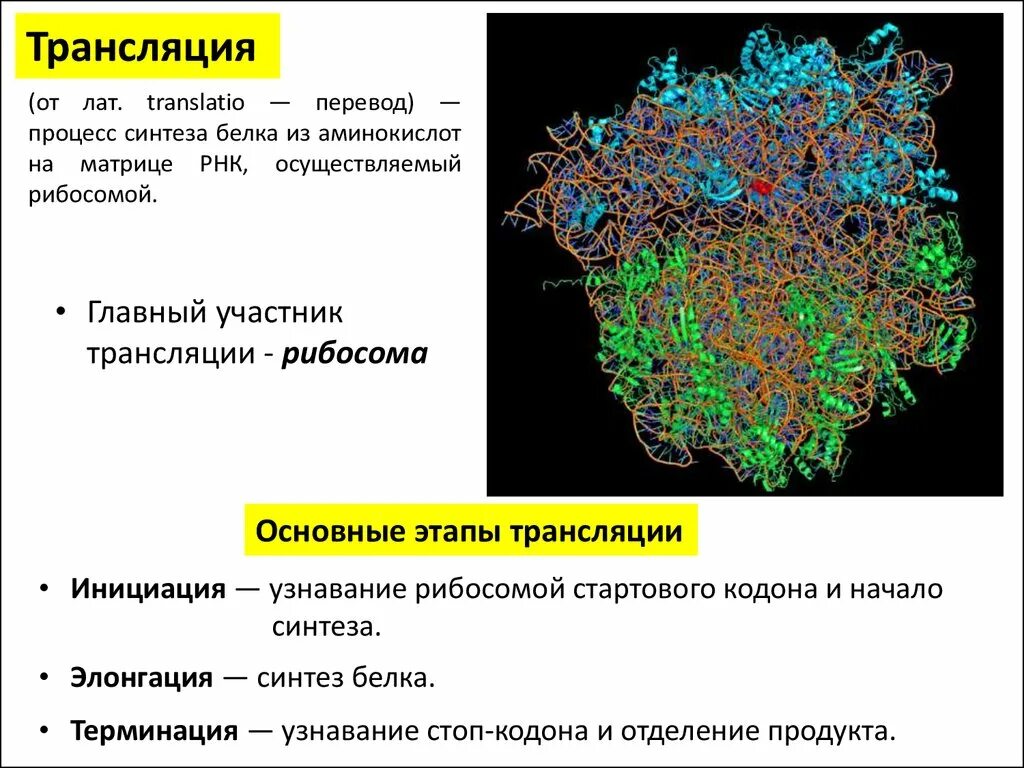 Первый этап трансляции. Участники процесса трансляции. Участники трансляции в биологии. В процессе трансляции участвуют. Кто участвует в трансляции биология.