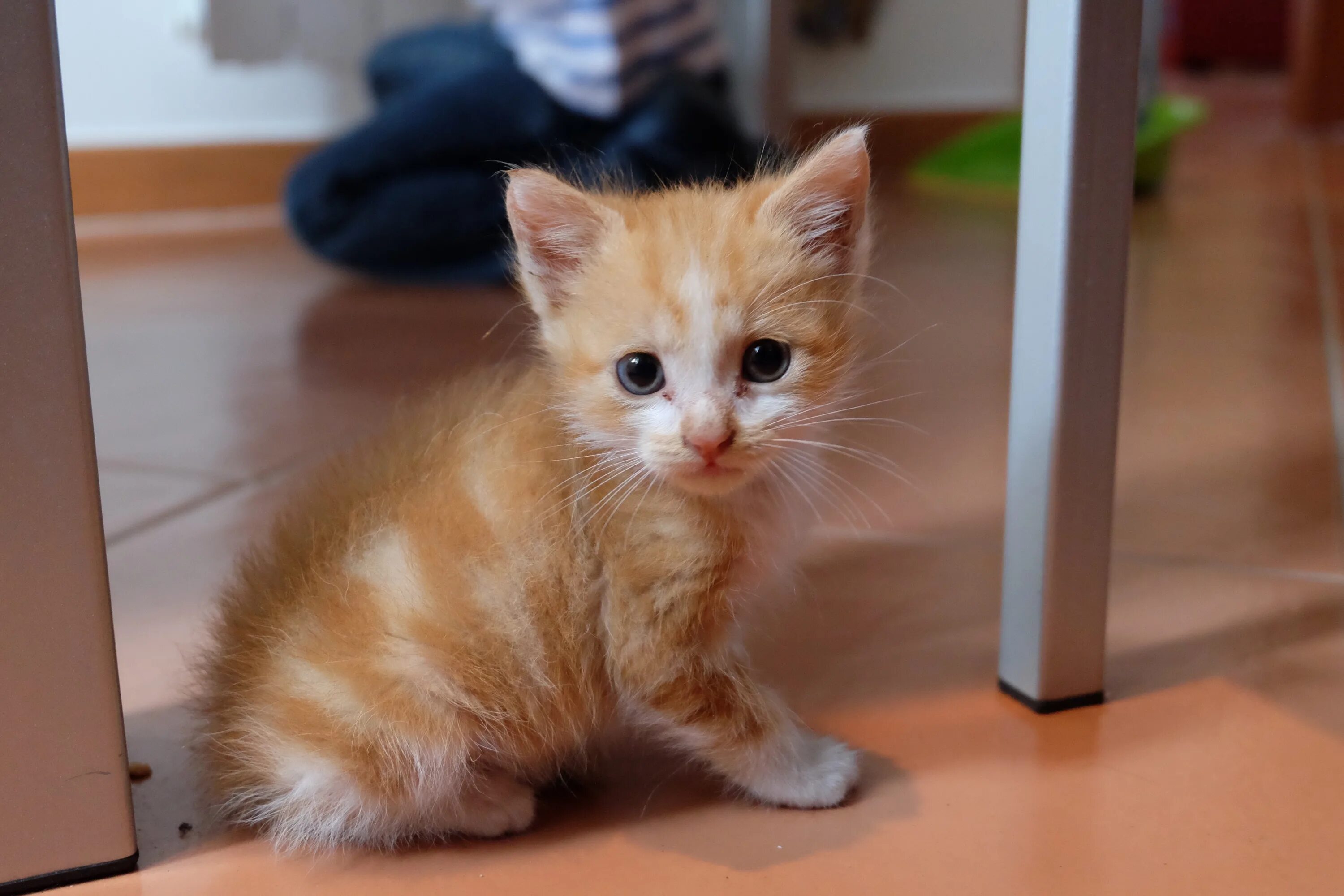 Маленьких котят побыстрее. Рыжий котёнок. Маленький котенок. Миленькие котята. Домашние котята.