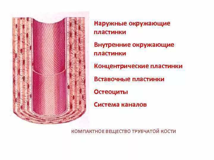 Ганглионарный слой коры больших полушарий. Где находится диплоэ. Строение кости черепа пластинки. Наружные и внутренние пластинки. Наружные и внутренние пластинки.