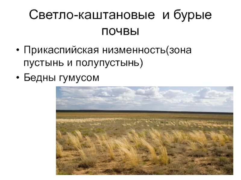 Какая почва в природной зоне пустыни. Почвы пустынь и полупустынь в России. Почвы пустынь и полупустынь в России 8 класс. Полупустыни и пустыни почвы. Каштановые и светло-каштановые почвы.