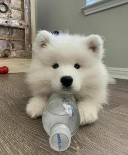 Собака мишка белая