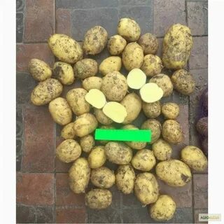 Коломбо картофель характеристика отзывы вкусовые качества