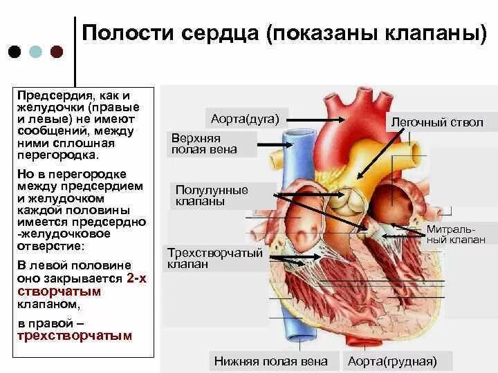 Строение правого предсердия и правого желудочка сердца. Сердце анатомия желудочки и предсердия. Сердце клапаны левый желудочек и предсердие. Левое предсердие и Лев желудочек. Чем отличается предсердие от желудочка