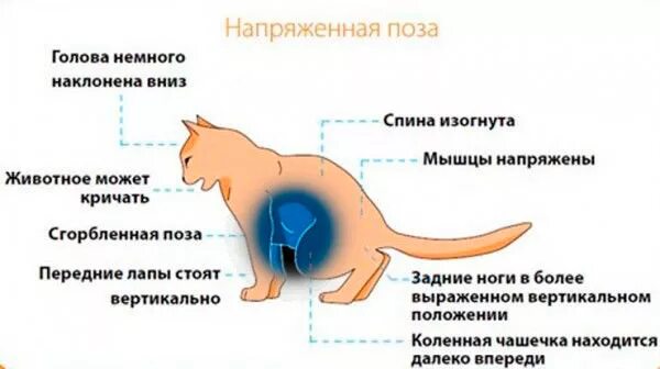 Кошка часто дышит животом. Признаки болезни мочекаменной болезни у кошек. Мочекаменная болезнь мкб у кота. Мочекаменная болезнь у кота симптомы. Симптомы у кота при мочекаменной болезни.