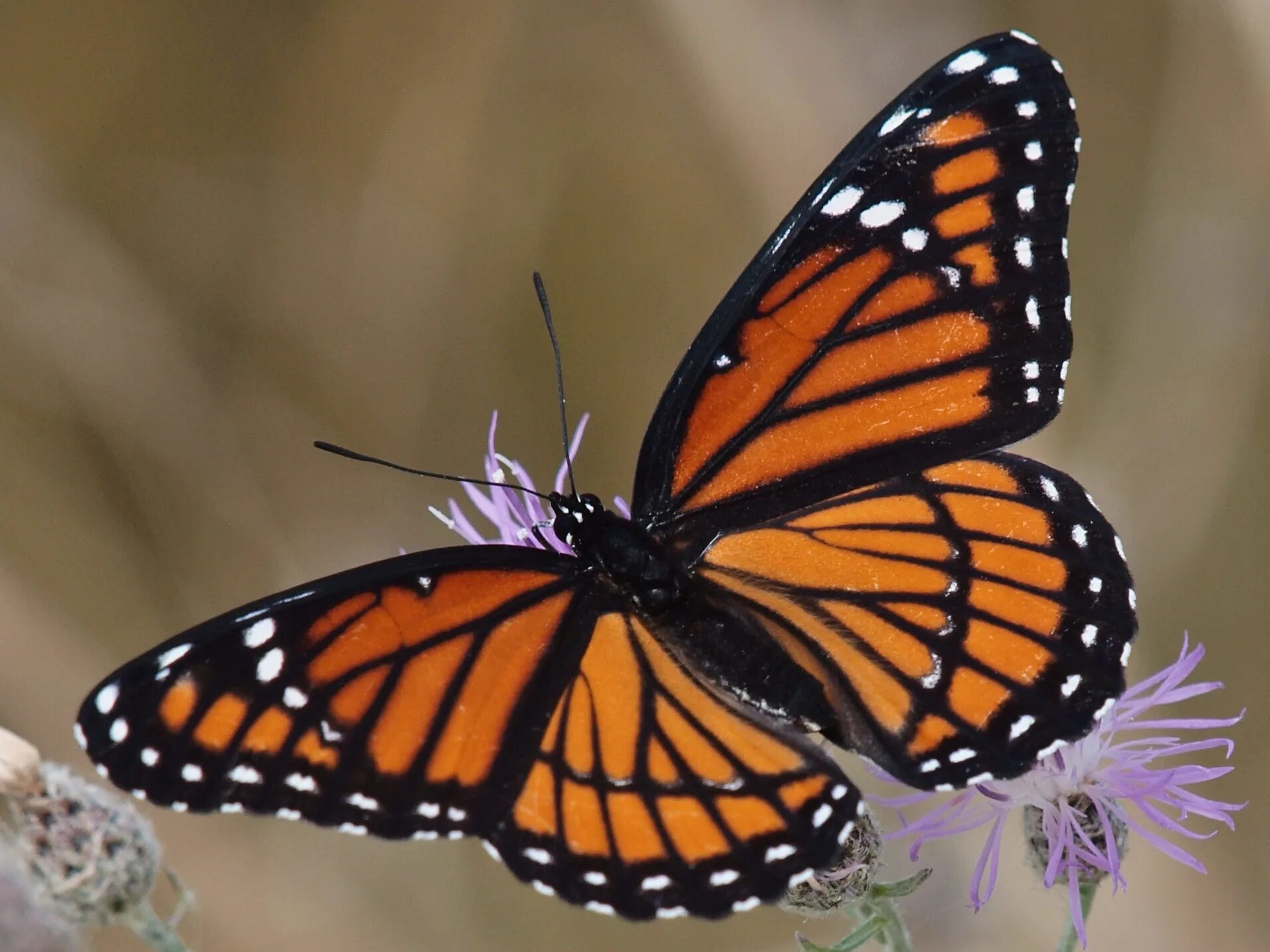 Florida monarch butterfly populations have dropped 80 percent since 2005