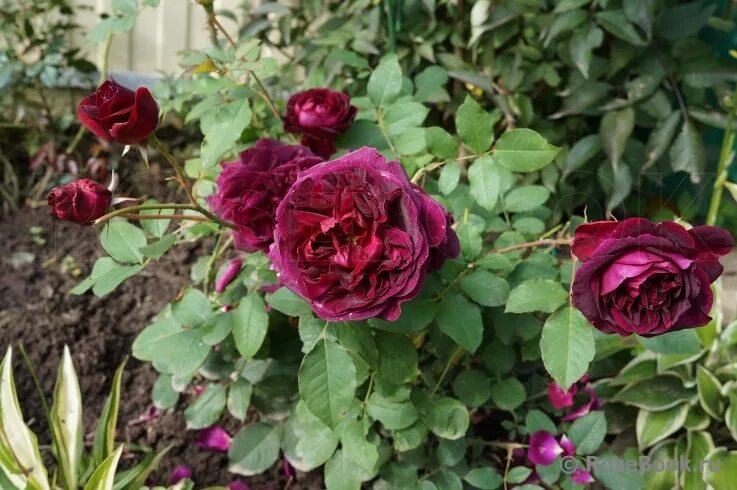 роза манстед вуд и помпонелла. роза английская манстед вуд. Munstead wood (ausbernard). роза остина манстед вуд. Munstead wood.