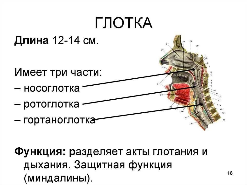 Какие части глотки