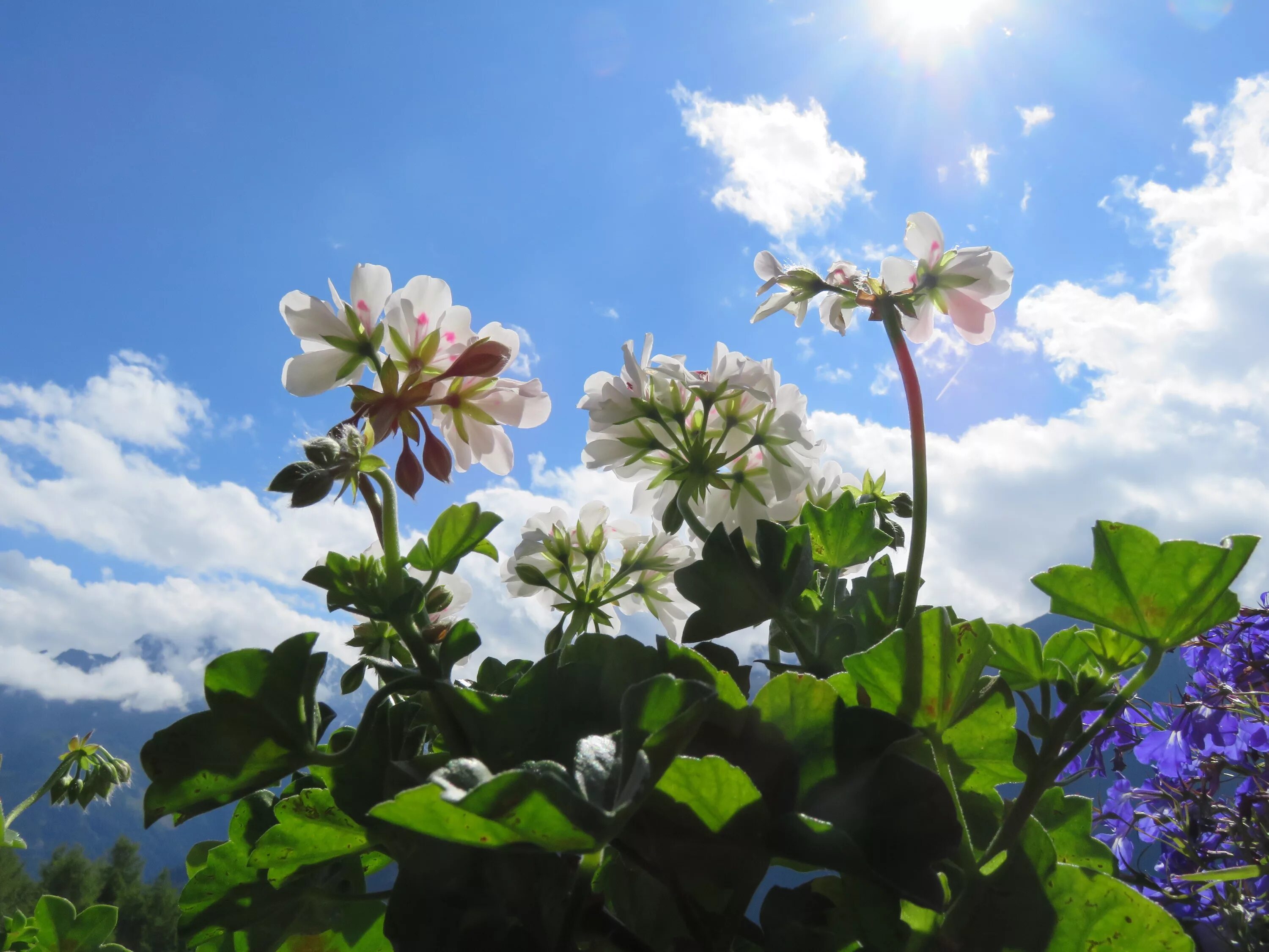 Завод гераней. Герань шторм клоуд. Пеларгония Lotus Land. Дикая герань. Герань Summer Skies.