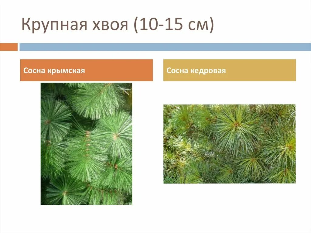 Различия хвойных. Кедровая сосна отличие от сосны. Сосна Кедровая Крымская. Сосна Крымская хвоя. Отличить кедр от сосны.